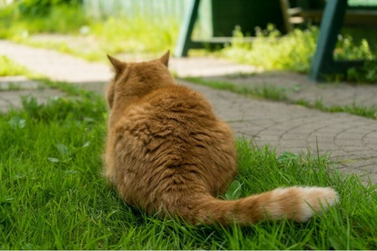 猫躺在草地上尾部特写镜头