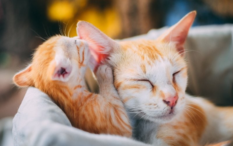 橘色虎斑小猫闻到猫妈妈的耳朵