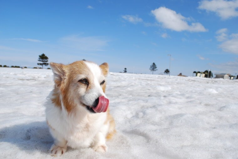 小狗在雪地里坐着