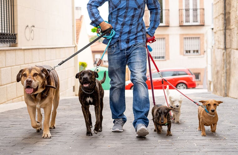 职业遛狗或者宠物保姆散步