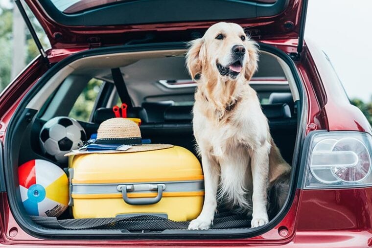可爱的金毛寻回犬坐在汽车行李箱与行李旅行