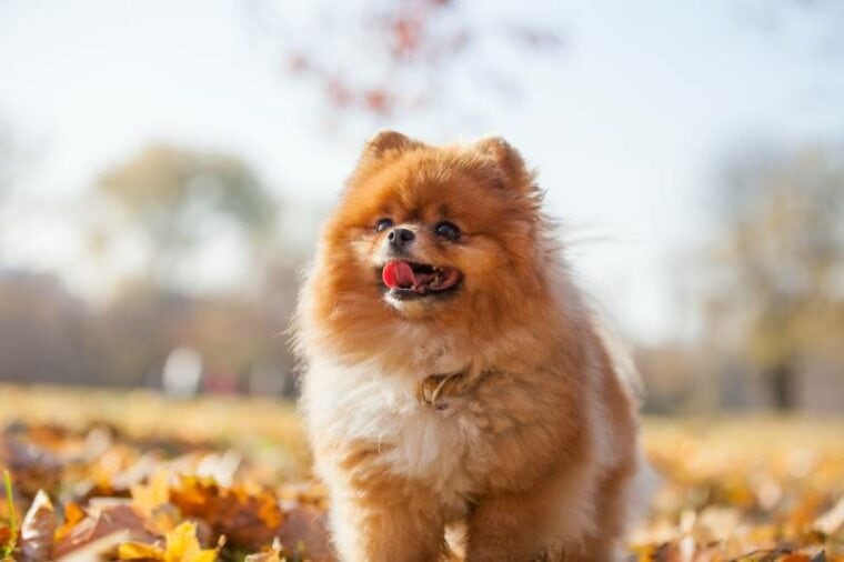 红色的毛茸茸的波美拉尼亚的狗公园在秋天