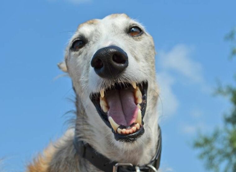 狗在显示牙齿时用相机笑