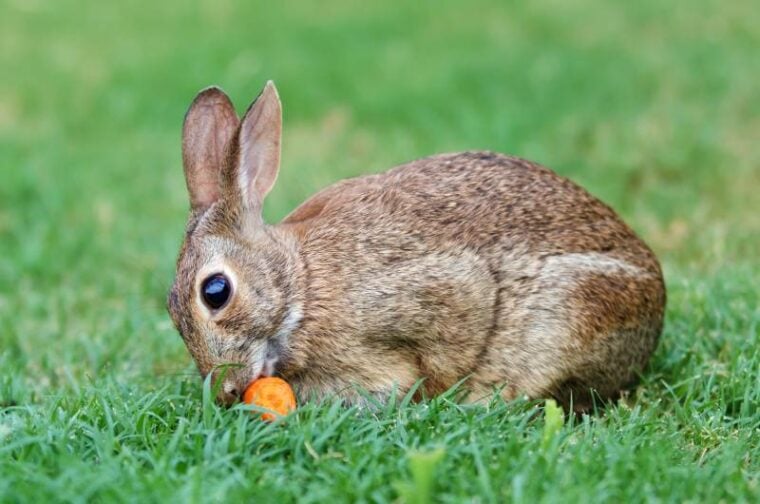 兔子吃胡萝卜在花园里