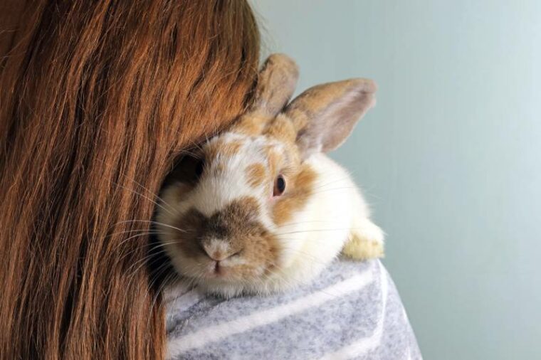 兔子她的头枕在她的主人的肩膀
