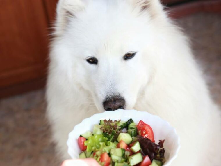 白色的萨莫耶德人狗看着一盘蔬菜沙拉