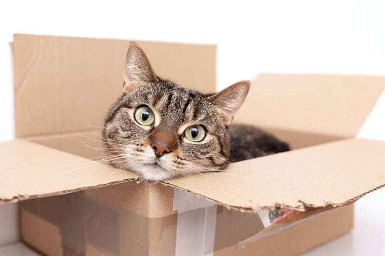 美丽的甜猫躺在纸板盒