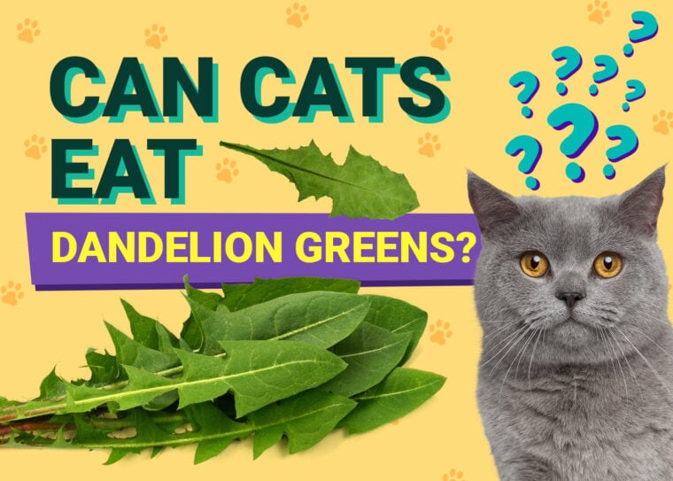 PetKeen_Can猫Eat_dandelion绿色