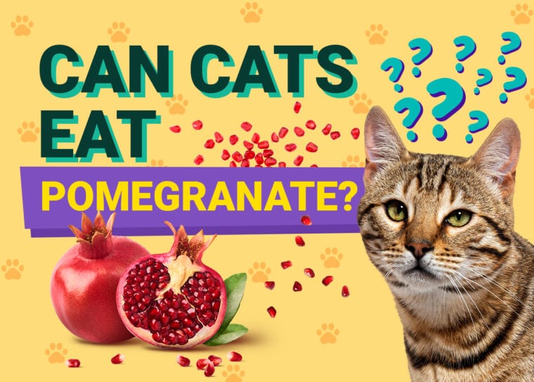 PetKeen_Can猫Eat_pomegranate