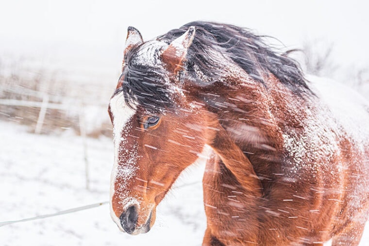 一匹马在围场在多风的冬天的一天