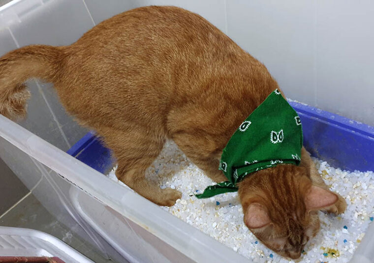 橙猫戴绿织圈使用二维宠物盒中的硅沙晶猫垃圾