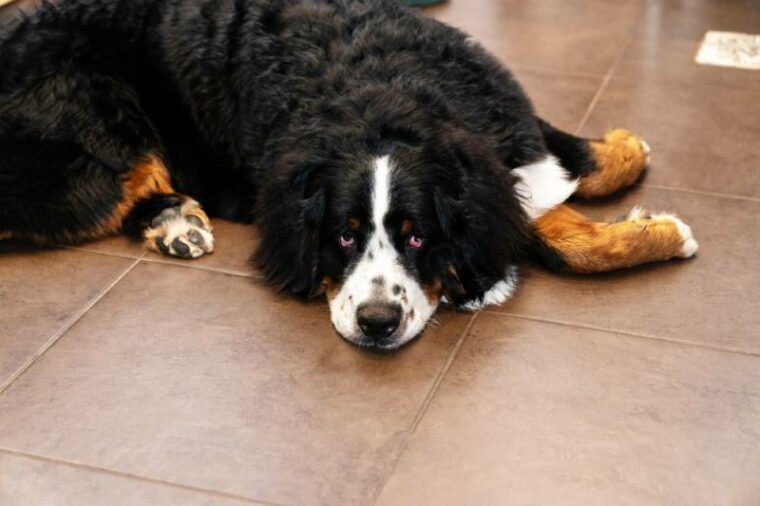 伯南山狗躺在地上,因皮肤松散红下眼盖