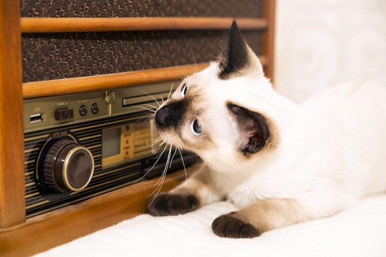 猫听怀旧收音机