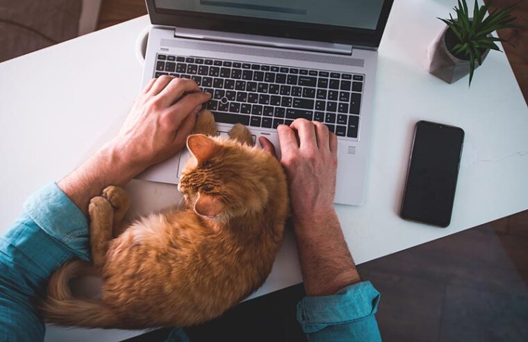 人与猫睡在电脑键盘上打字