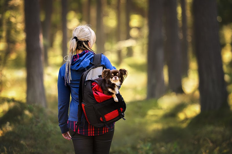 女人带着小狗在背包徒步旅行