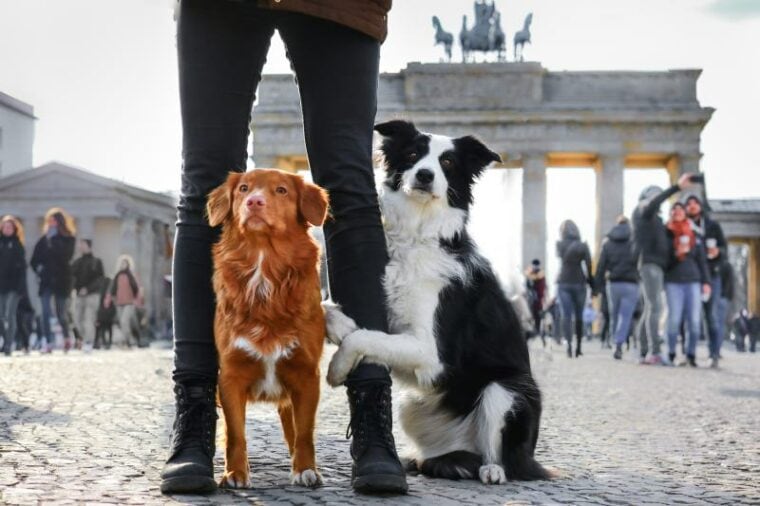 边境牧羊犬和新斯科舍省鸭收费猎犬德国柏林的勃兰登堡门