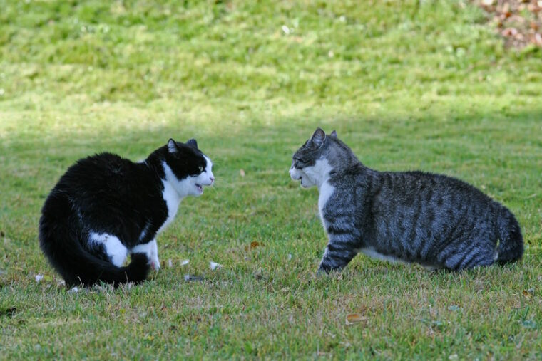 两只猫在草地上