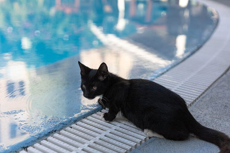 一只黑猫在游泳池附近