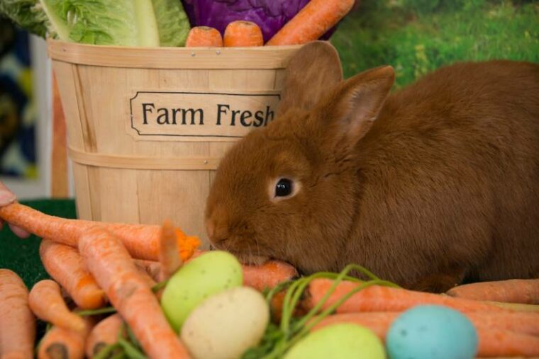 复活节兔子红色Thrianta兔子与农场的新鲜胡萝卜