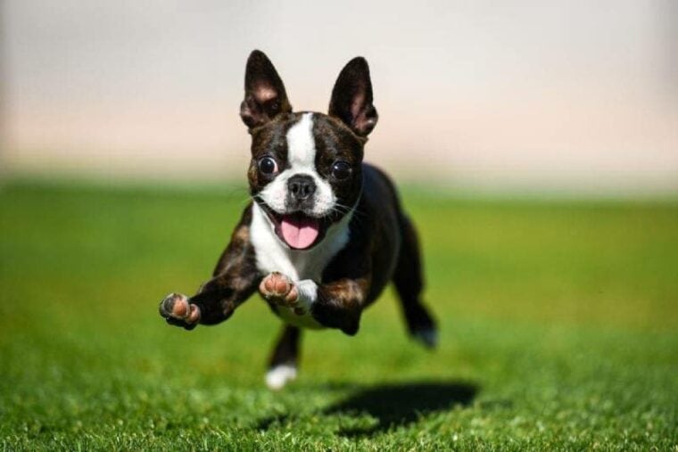 波士顿梗犬在草地上奔跑