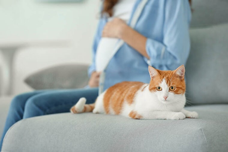 猫和孕妇坐在沙发上