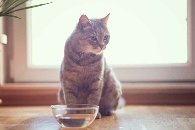 小猫坐在碗水旁