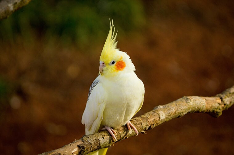 黄灰色澳洲鹦鹉栖息在一根树枝上
