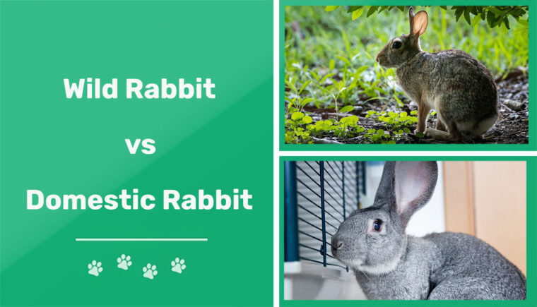 野生兔子vs国内兔子