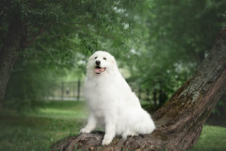 abruzzese獒狗坐在树上