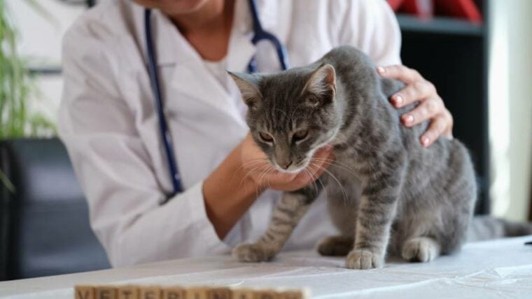 兽医认为生病的猫特写