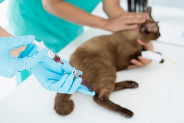 兽医采猫血